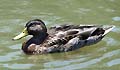 Guy Fanguy - Artist - Animals - Louisiana - Native Animals (29).jpg Size: 38695 - 6